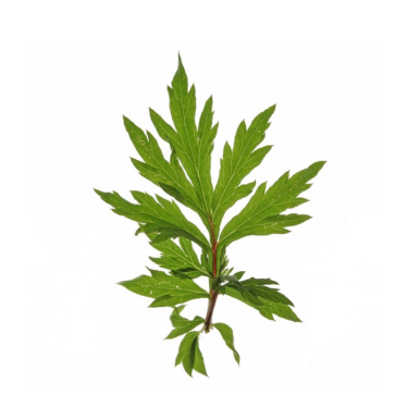 DAVANA ESSENTIAL OIL