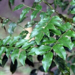 PERU BALSAM ESSENTIAL OIL